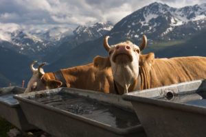 Schweizer Berghilfe